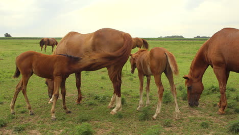 A-mare-nurses-her-young-colt-in-a-field-at-sunset