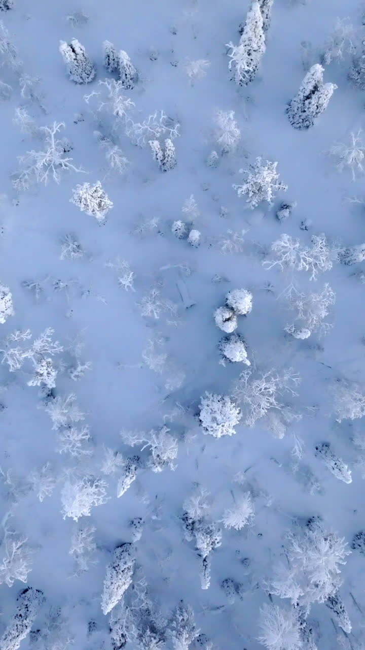 Vertical aerial on top of snow covered forest, frosty, winter morning in Lapland