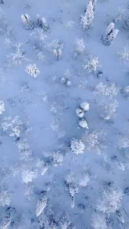 vertical aerial on top of snow covered forest, frosty, winter morning in lapland