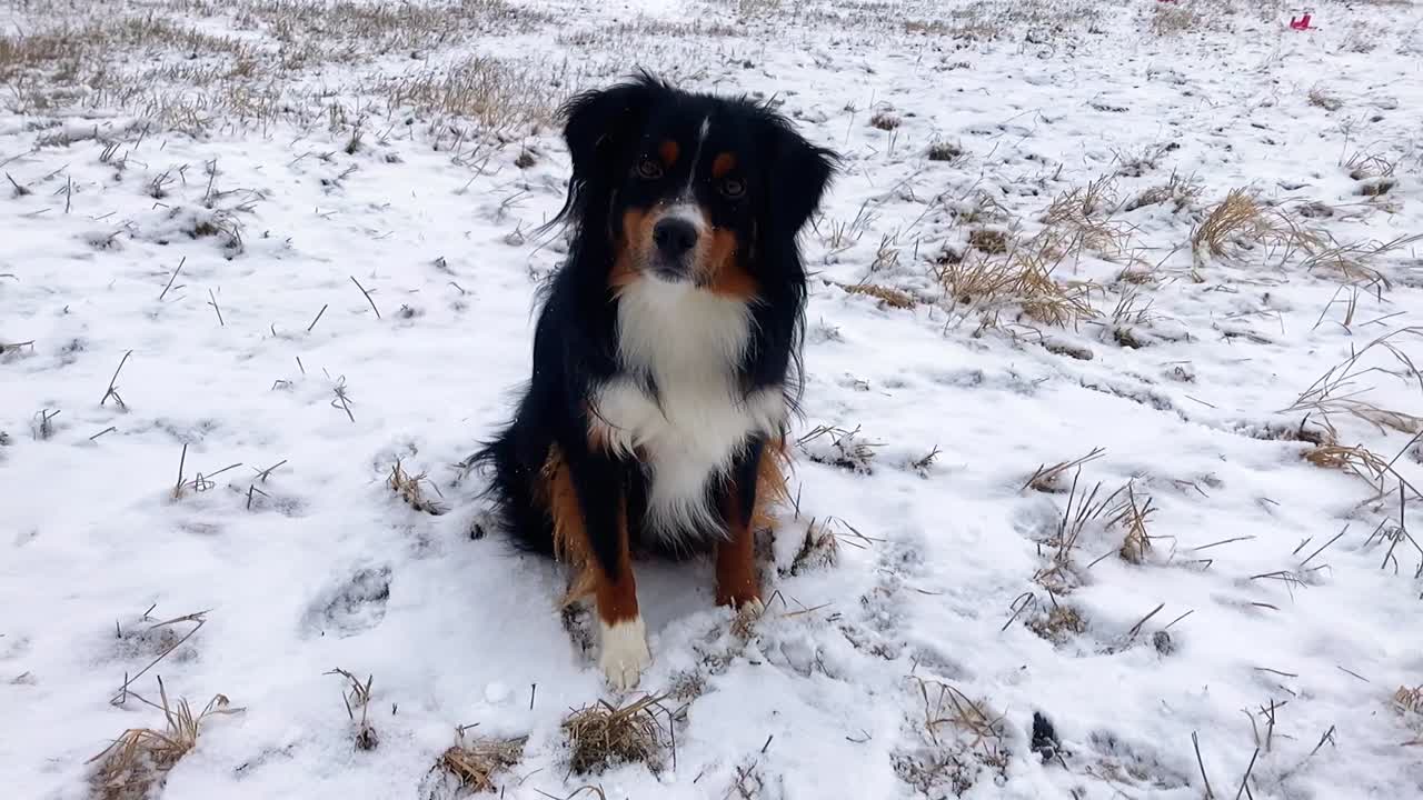 un lindo pastor australiano se sienta pacientemente y mira la cámara