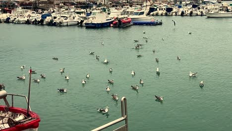 flock of seagulls floating at the water's surface in a maritime setting, small fishing boats