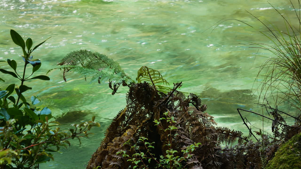 agua cristalina que fluye lentamente del río tarawera durante el día soleado y plantas de helecho en la orilla