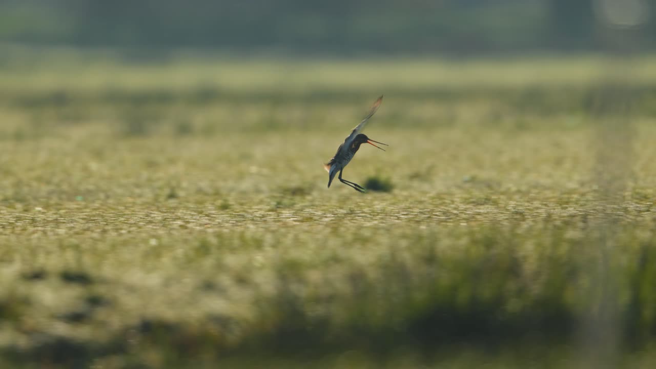 Redshank Bird in a Marsh