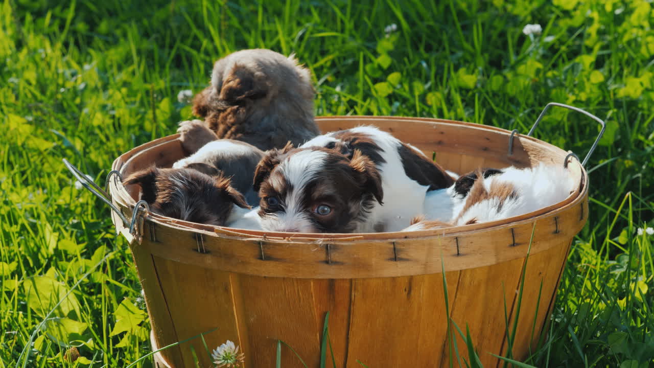 Basket Of Happiness - Little Puppies On A Lush Green Lawn