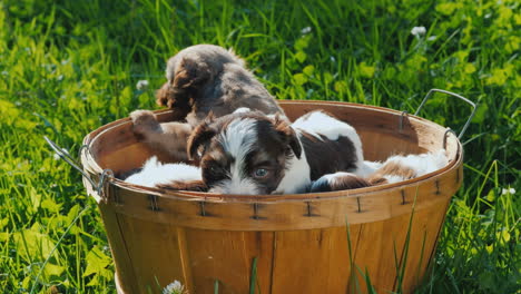 canasta de felicidad - cachorritos en un exuberante césped verde