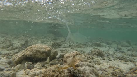 Fliegenfischer-Lässt-Bonefish-Nach-Dem-Fang-Unter-Wasser-Frei