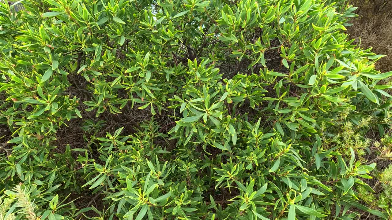 Aerial shot of dense green tea tree foliage in natural coastal environment, captured in soft daylight with minimal camera movement and steady composition