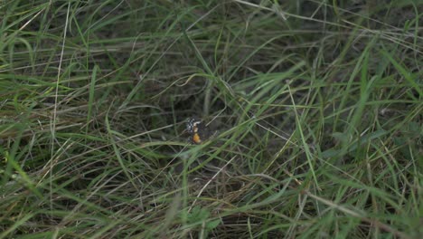 mariposa monarca en la hierba en el país de las colinas de texas