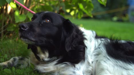 perro tirado en la hierba verde