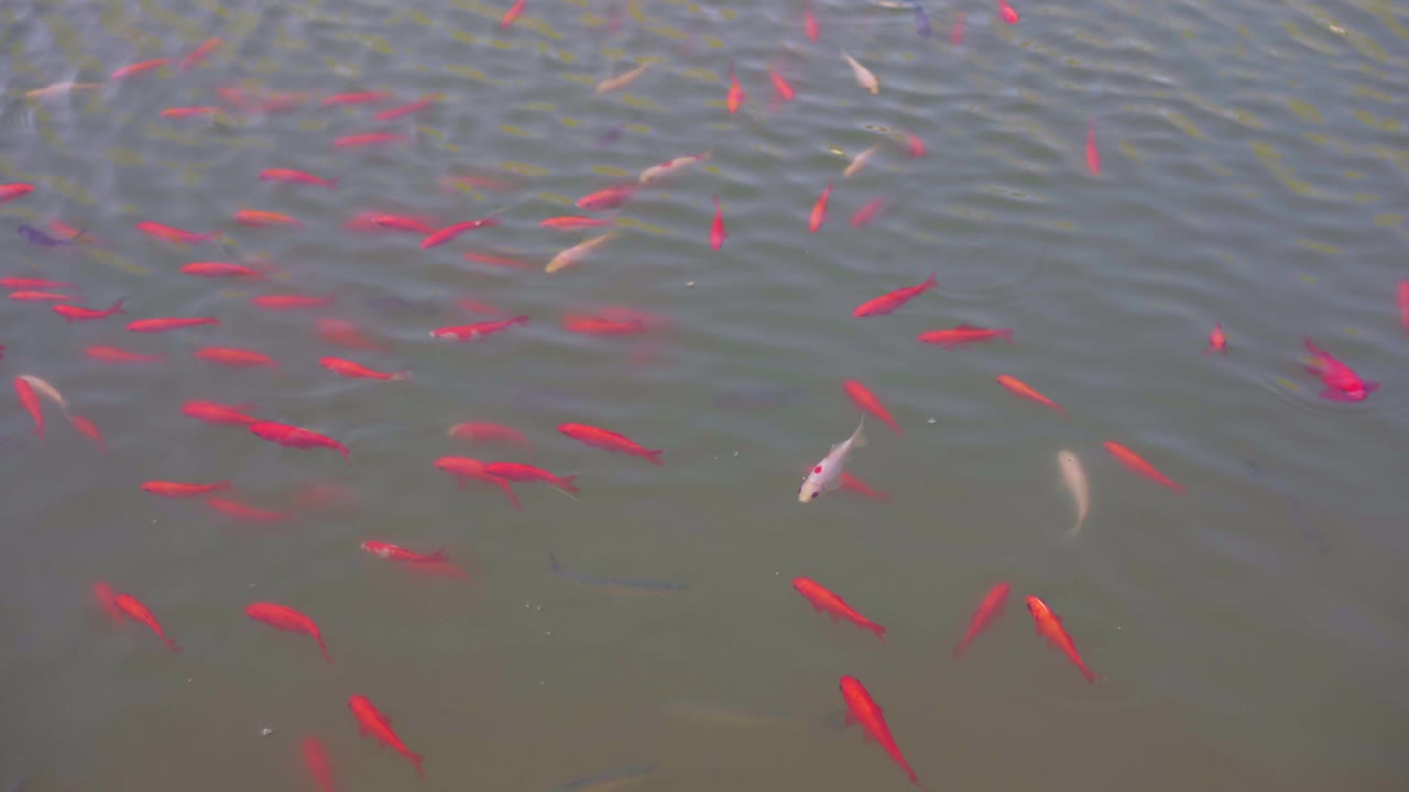 en primavera, un grupo de peces dorados nadan libremente en el estanque