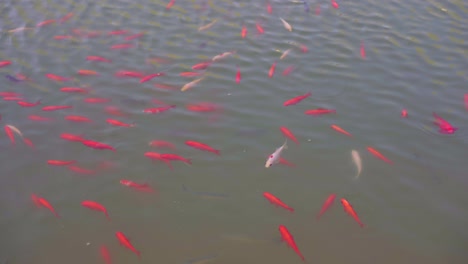 in spring, a group of goldfish swim freely in the pond