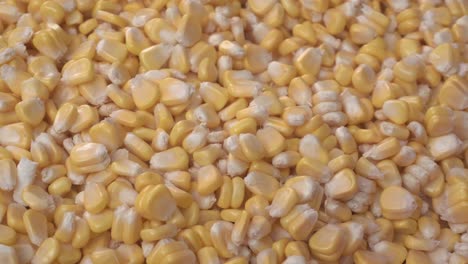 Maize-or-corn-has-become-a-staple-food-in-many-parts-of-the-world