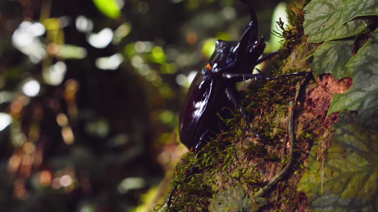 Closeup shot of a rhinoceros beetle navigating the Amazon rainforest environment.