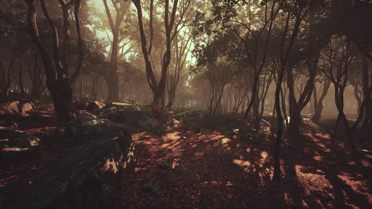 árboles boscosos iluminados por la luz dorada del sol