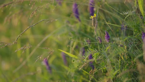 flores silvestres y hierba en un prado