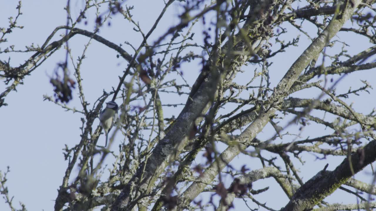 Two birds are moving in the trees in Thetford Nunnery lake bird habitat of England