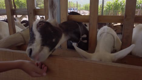 Goat-eating-food-from-hand.-Close-up