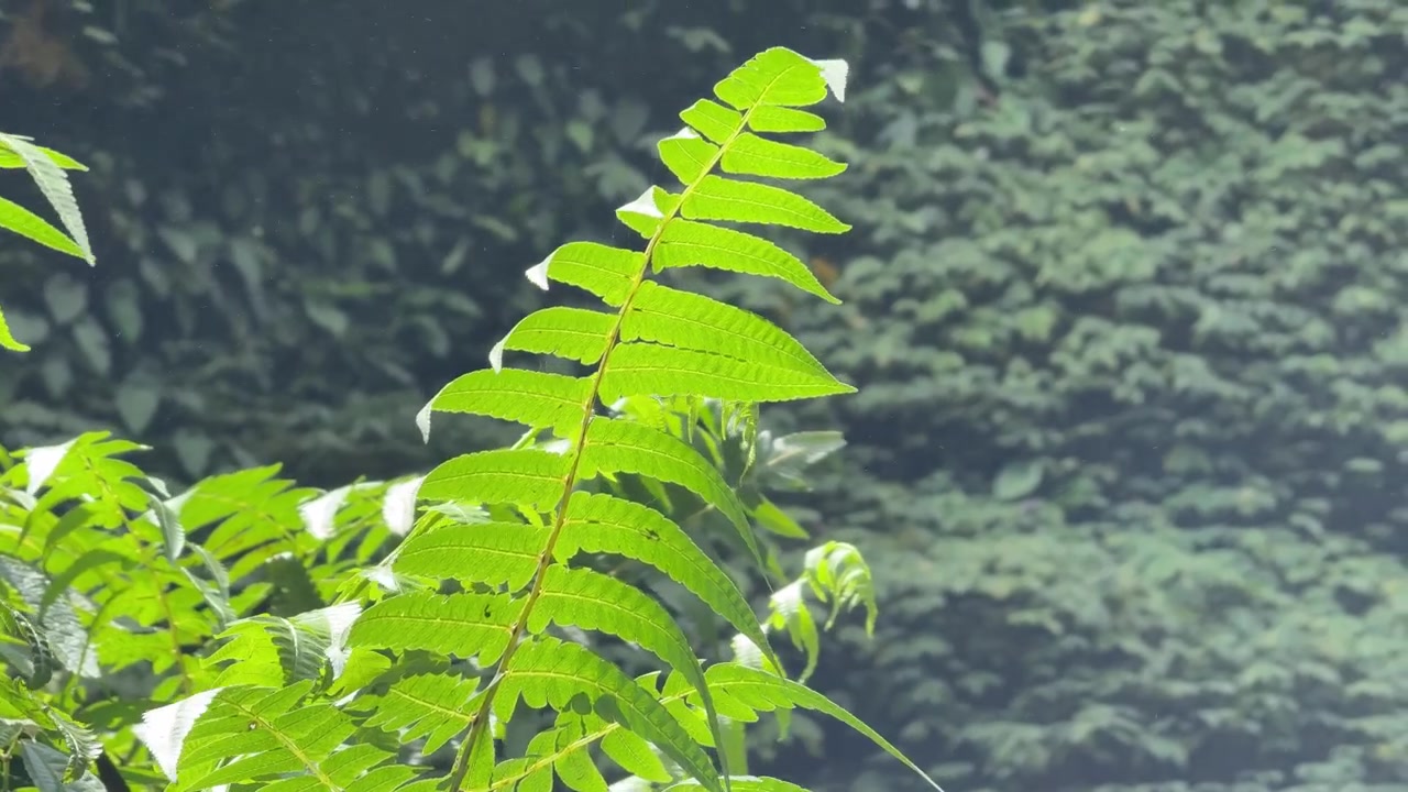 Fronda di felce verde che ondeggia dolcemente in una foresta tropicale