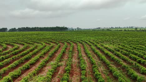 Drohnen-Luftaufnahme-Von-Angebauten-Yerba-Mate-Pflanzen-Auf-Ackerland,-Feld,-Landwirtschaft,-Nachhaltigkeit,-Umwelt,-Santa-María-Misiones,-Katamarca,-Argentinien,-Südamerika