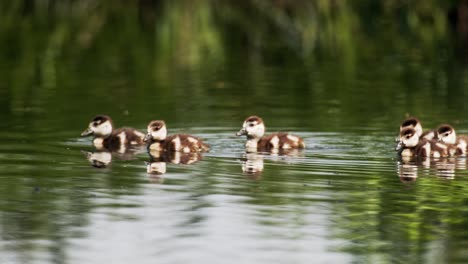 Babygänse-Auf-Dem-Teich