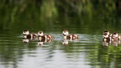 baby geese on the pond