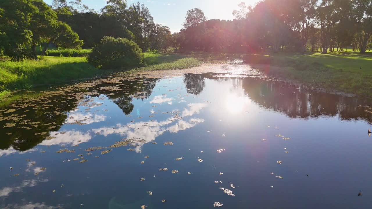 Sunlight reflects on a serene pond ecosystem