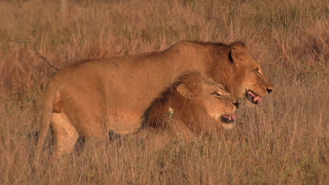 Leones-Machos-Haciendo-Muecas-De-Flemin-Probando-El-Olor-De-Otros-Leones,-También-Conocida-Como-Respuesta-De-Flehmen.