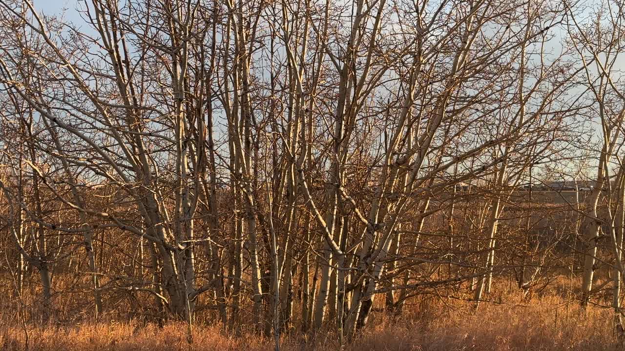 Autumn barren trees with a highway in the background