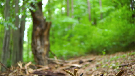 Broken-and-burnt-branches-on-the-ground-in-the-forest,-destroyed-tree-elements-in-their-natural-environment