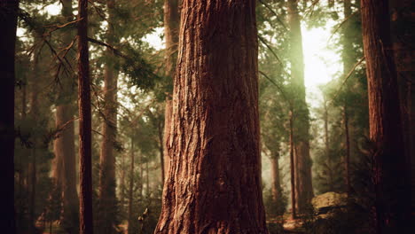 giant sequoias in redwood forest