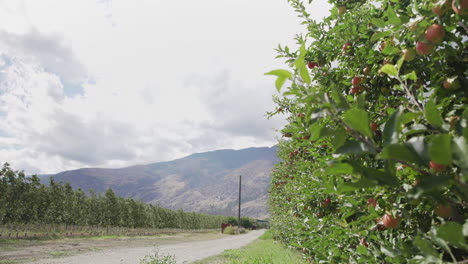 Apples-on-an-apple-tree-in-orchard,-roll-focus-to-mountains-in-background