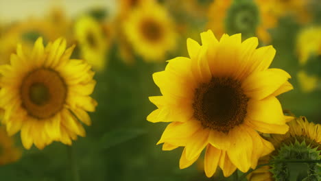 Field-with-yellow-sunflowers-at-sunset-in-summer.