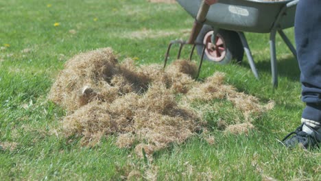 collecting dry grass with pitchfork filling wheelbarrow close up