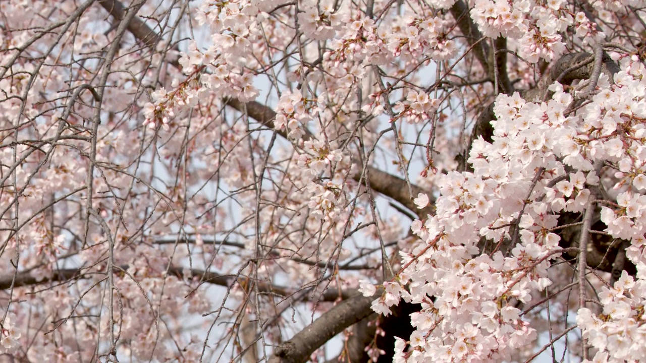 Spring sakura cherry blossom Videos - HD and 4K to download | Magnific