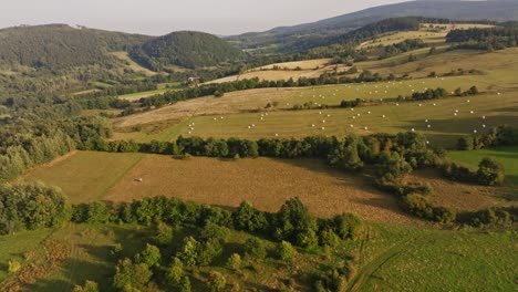 el material de archivo verde es la manera perfecta de traer la belleza y la tranquilidad de la naturaleza a sus proyectos de video