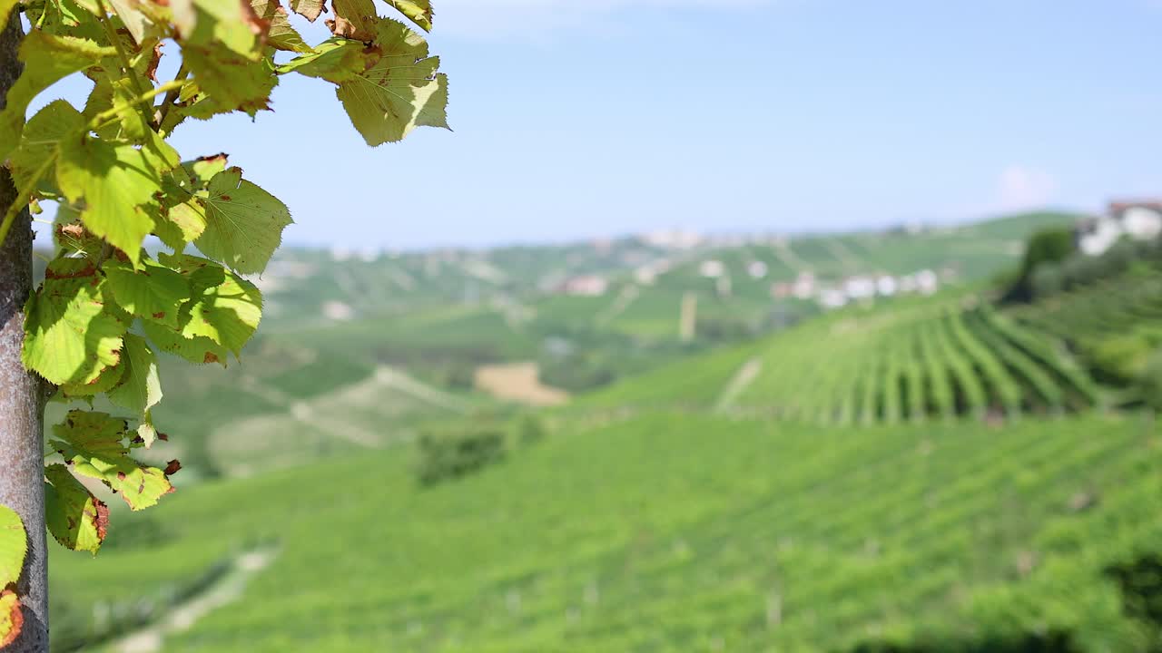 멀리 있는 언덕과 함께 울창한 포도원 풍경