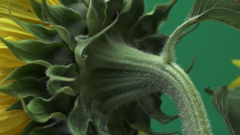 view of sunflower stem with fine hairs