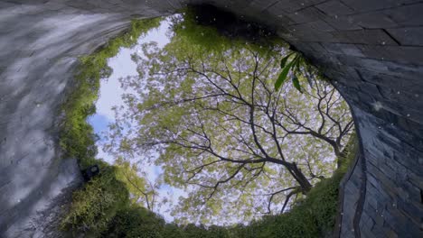 Mirando-Hacia-Arriba-En-El-árbol-De-Lluvia-Amarilla-En-El-Túnel-De-árboles-De-Fort-Canning-En-Singapur