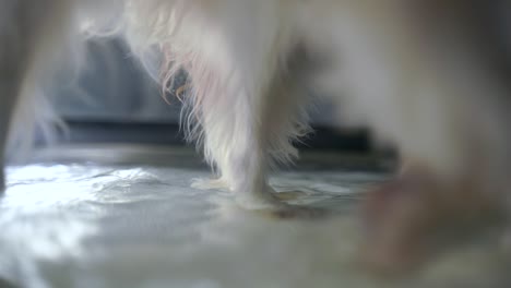 A-close-up-shot-of-a-dog's-legs-while-the-dog-stands-on-an-underwater-treadmill