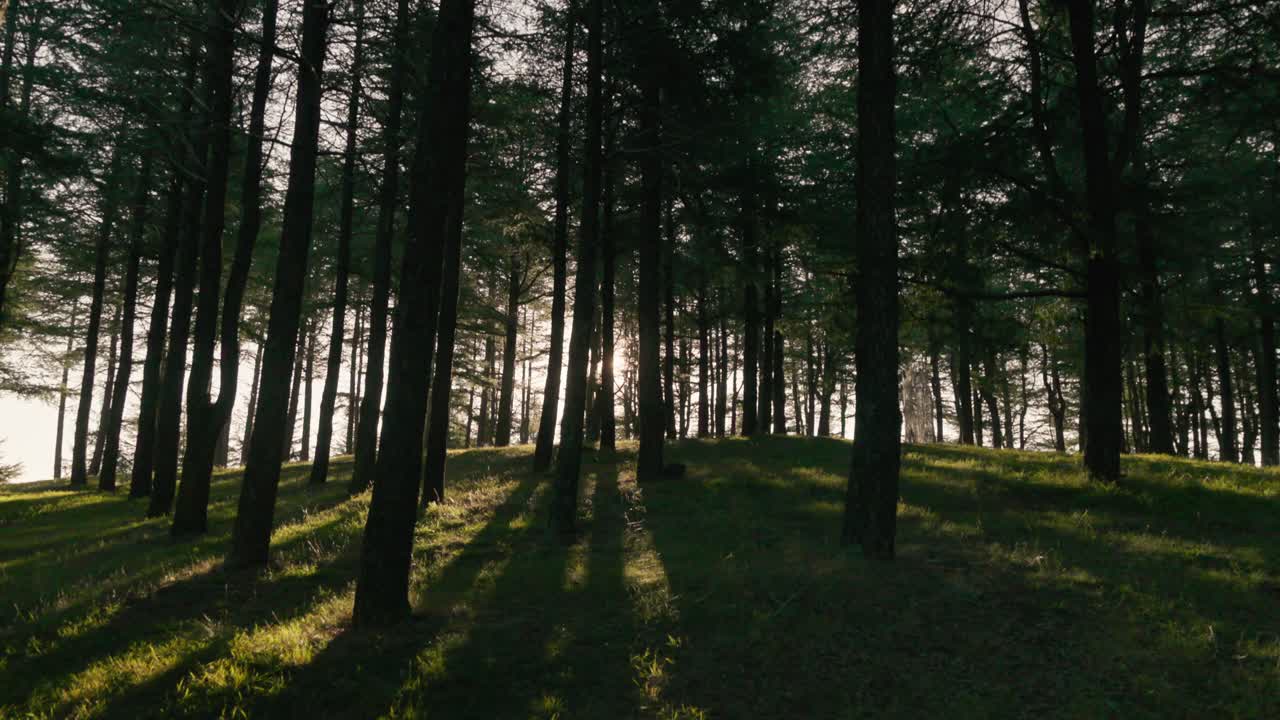 La telecamera scivola tra i pini con bagliori solari che fanno capolino, catturando i caldi colori autunnali e le texture naturali nella foresta