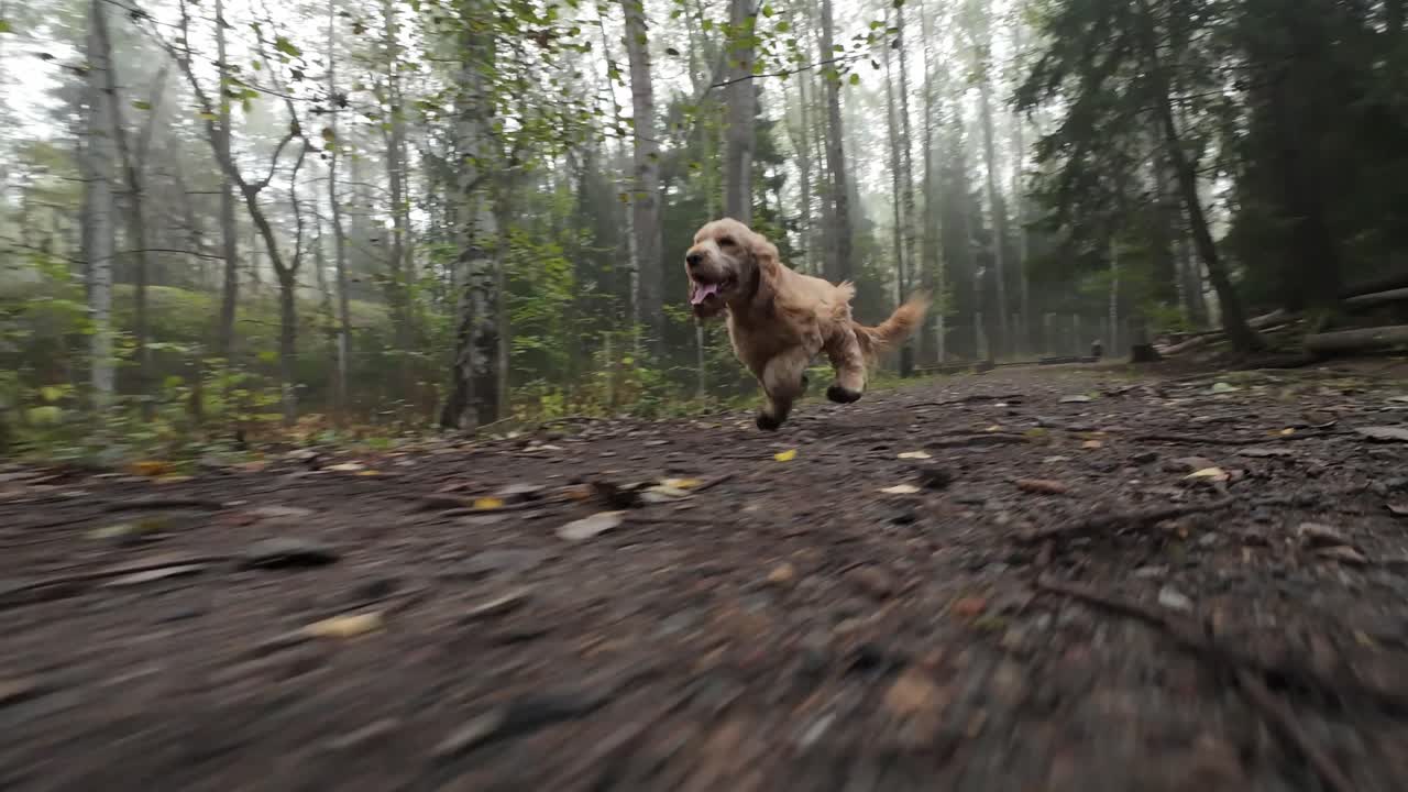 Cane felice che corre al rallentatore verso la fotocamera