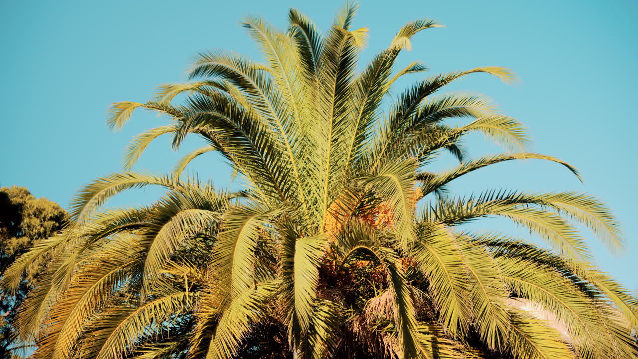 Close ip of fresh green palm leaves swaying gently in daylight
