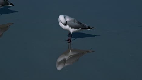 seagull standing on wet beach sand which creates a clear mirror of the bird