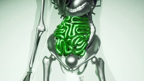 modelo de intestino humano con todos los órganos y huesos