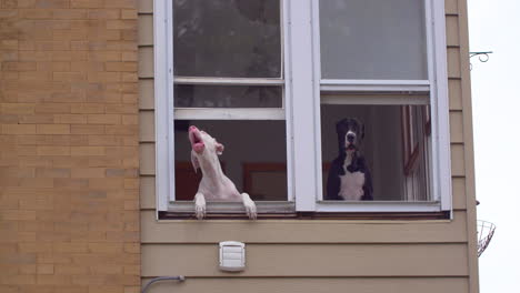 dos perros ladran mientras meten sus cabezas fuera de una ventana de un apartamento