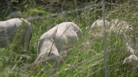 sheep and lambs graze in a green field of tall grass