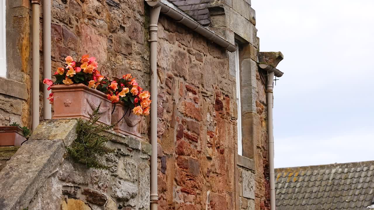 яркие цветы украшают деревенскую каменную стену