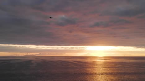 following a bird flying over a calm ocean, against a cloudy sunrise