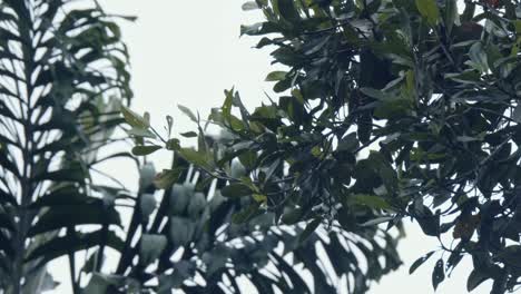 monkey in canopy is jumping between trees in rainforest, spectacular and daring