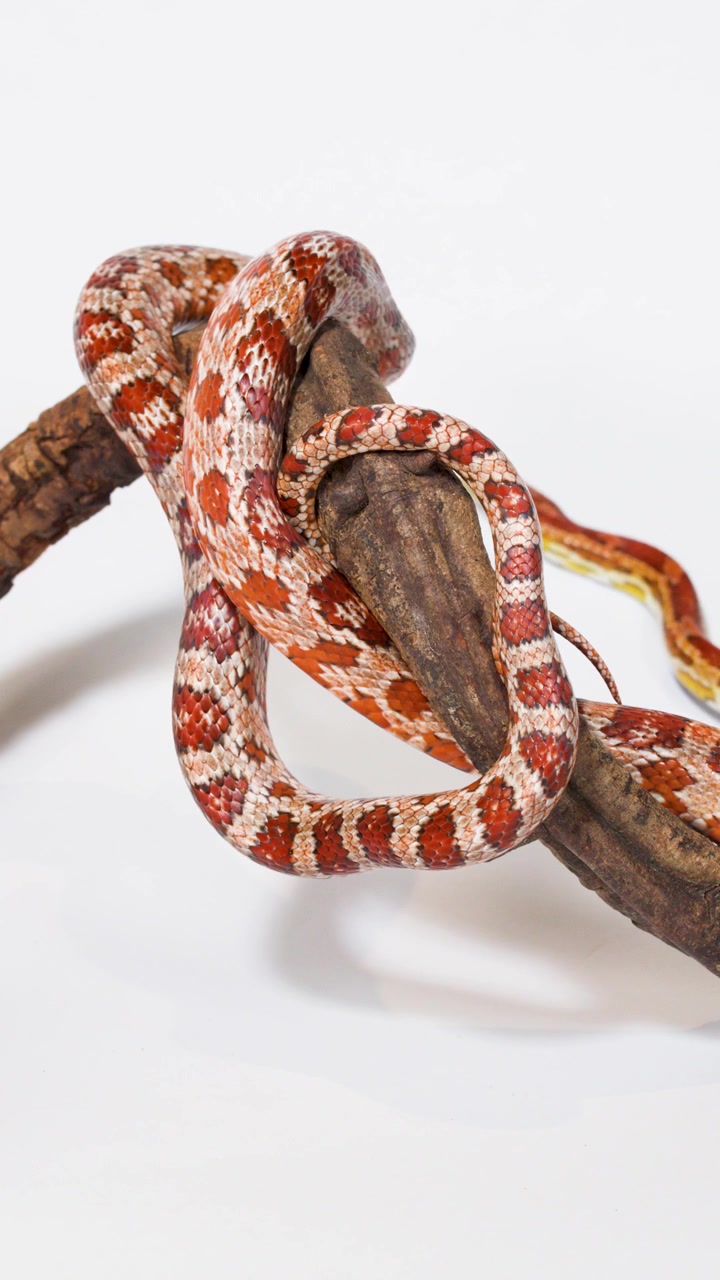 Un serpente del grano rosso si avvolge e si muove lungo un ramo di legno ruvido su uno sfondo bianco pulito da studio.